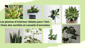Les plantes d'intérieur idéales pour l'été : Choix des variétés et conseils d'entretien - BB'art meuble & déco